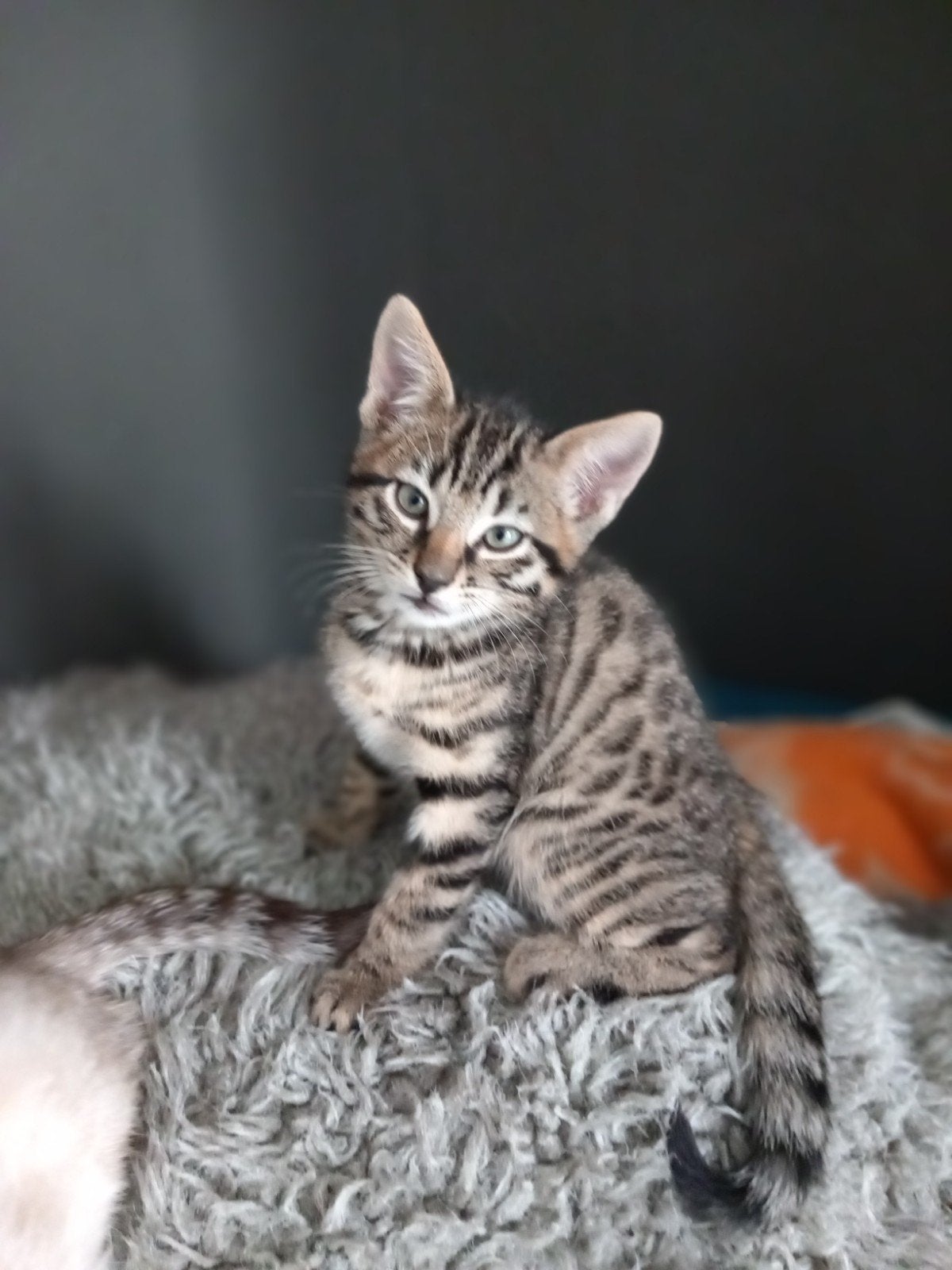 3 lieve kittens bengaal, Meerdere dieren, 0 tot 2 jaar