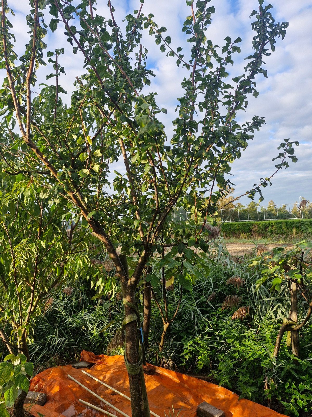 Diverse oude fruitbomen: vijgen, pruim en perzik, Ophalen, 100 tot 250 cm, Pruimenboom, Lente