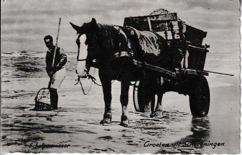 GROETEN uit SCHEVENINGEN - SCHELPENVISSER, Ophalen of Verzenden, 1940 tot 1960, Ongelopen, Ambachten of Beroep