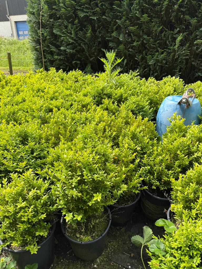 Buxus planten in pot, klaar voor de volle grond, Ophalen, Buxus, Minder dan 100 cm
