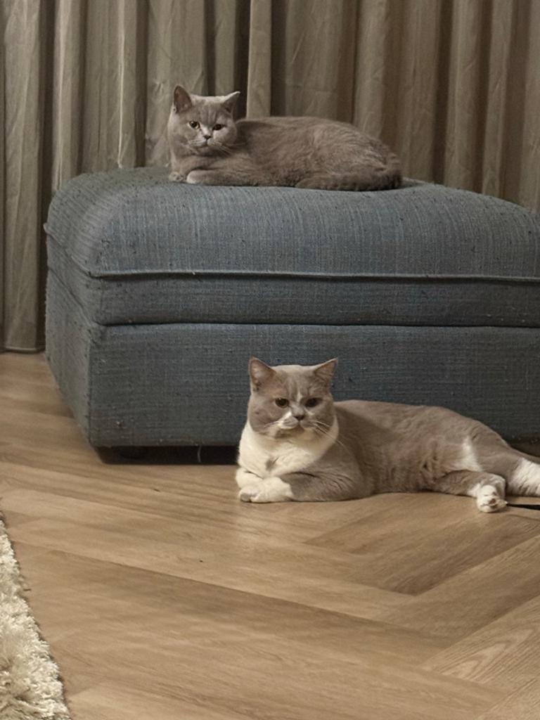 Kittens britse korthaar lilac / two tone, Dieren en Toebehoren, Katten en Kittens | Raskatten | Korthaar, Meerdere dieren, Ingeënt