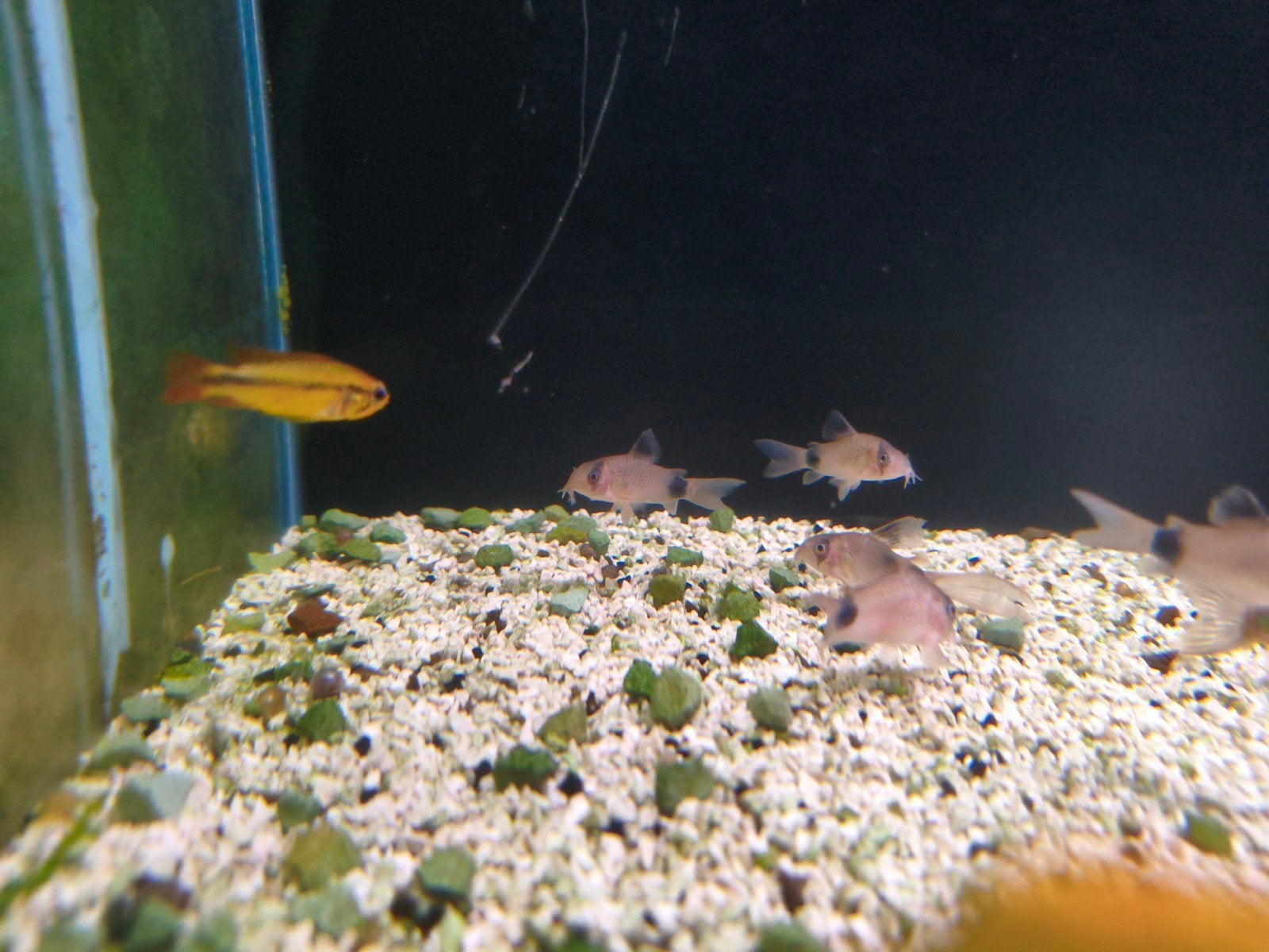 Corydoras panda per stuk 5.50 euro, Dieren en Toebehoren, Vis, Zoetwatervis, Schoolvis