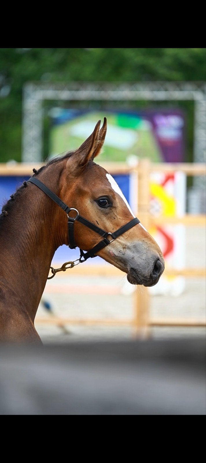te koop aangeboden  veulen emir x untouchable, Hengst, Springpaard, 0 tot 2 jaar