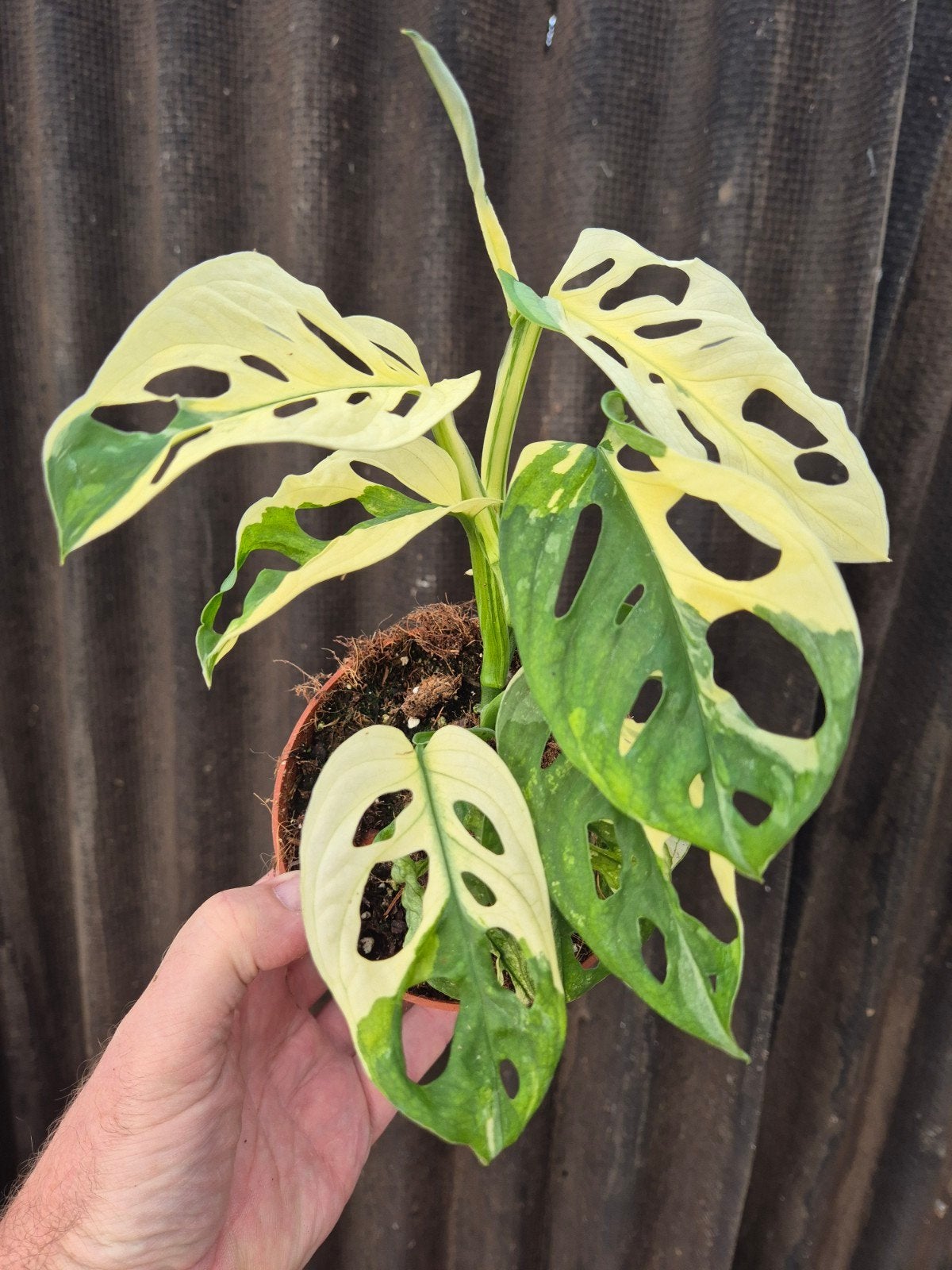 Monstera Adansonii Variegata p12 (5), Ophalen of Verzenden, Halfschaduw, Minder dan 100 cm