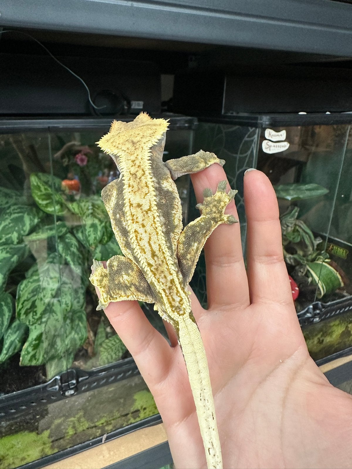 Wimpergekko man, Dieren en Toebehoren, Slang, 0 tot 2 jaar