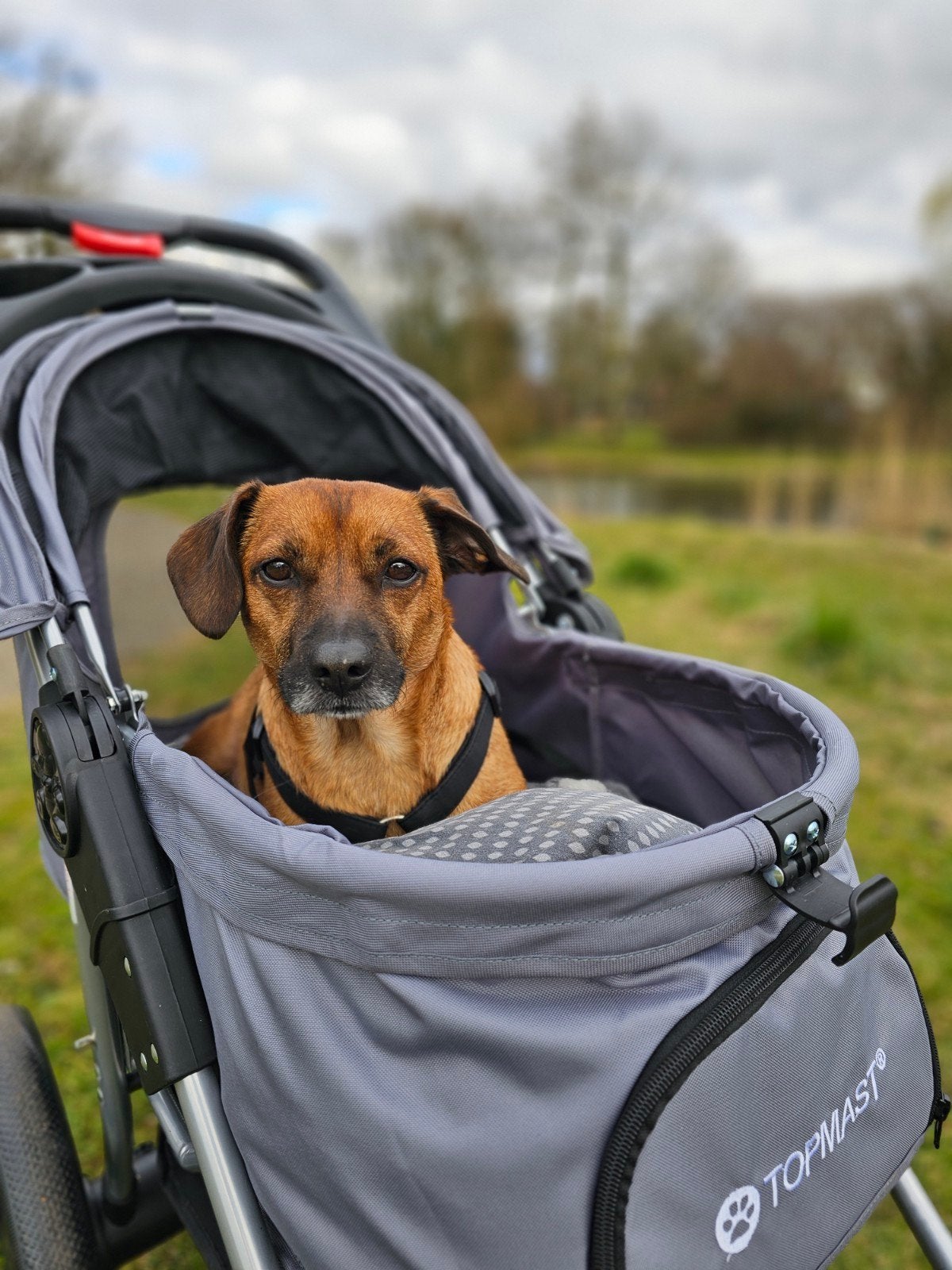 Topmast Allround All Terrain 3 Dog Buggy / Stroller (, Ophalen, Zo goed als nieuw