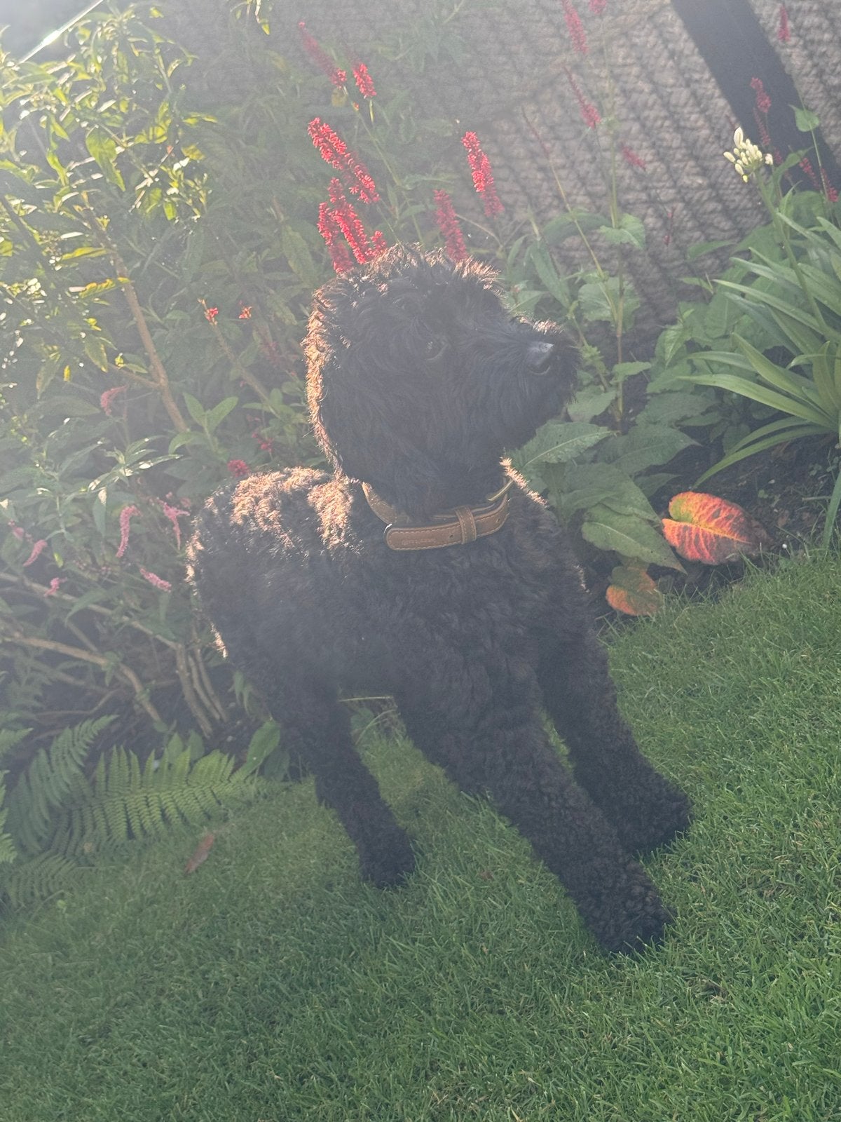 Half australian labradoodle pups., 8 tot 15 weken, Meerdere, Meerdere dieren, CDV (hondenziekte)