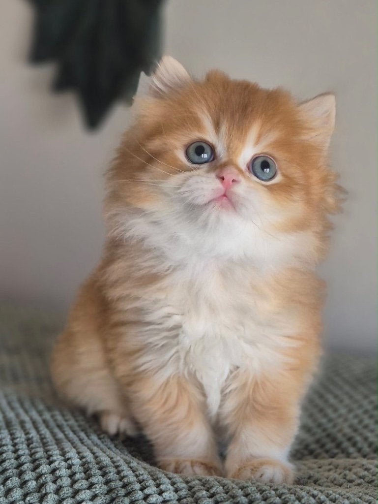 Britse Korthaar kittens klaar om te verhuizen, Meerdere dieren, Met stamboom, 0 tot 2 jaar