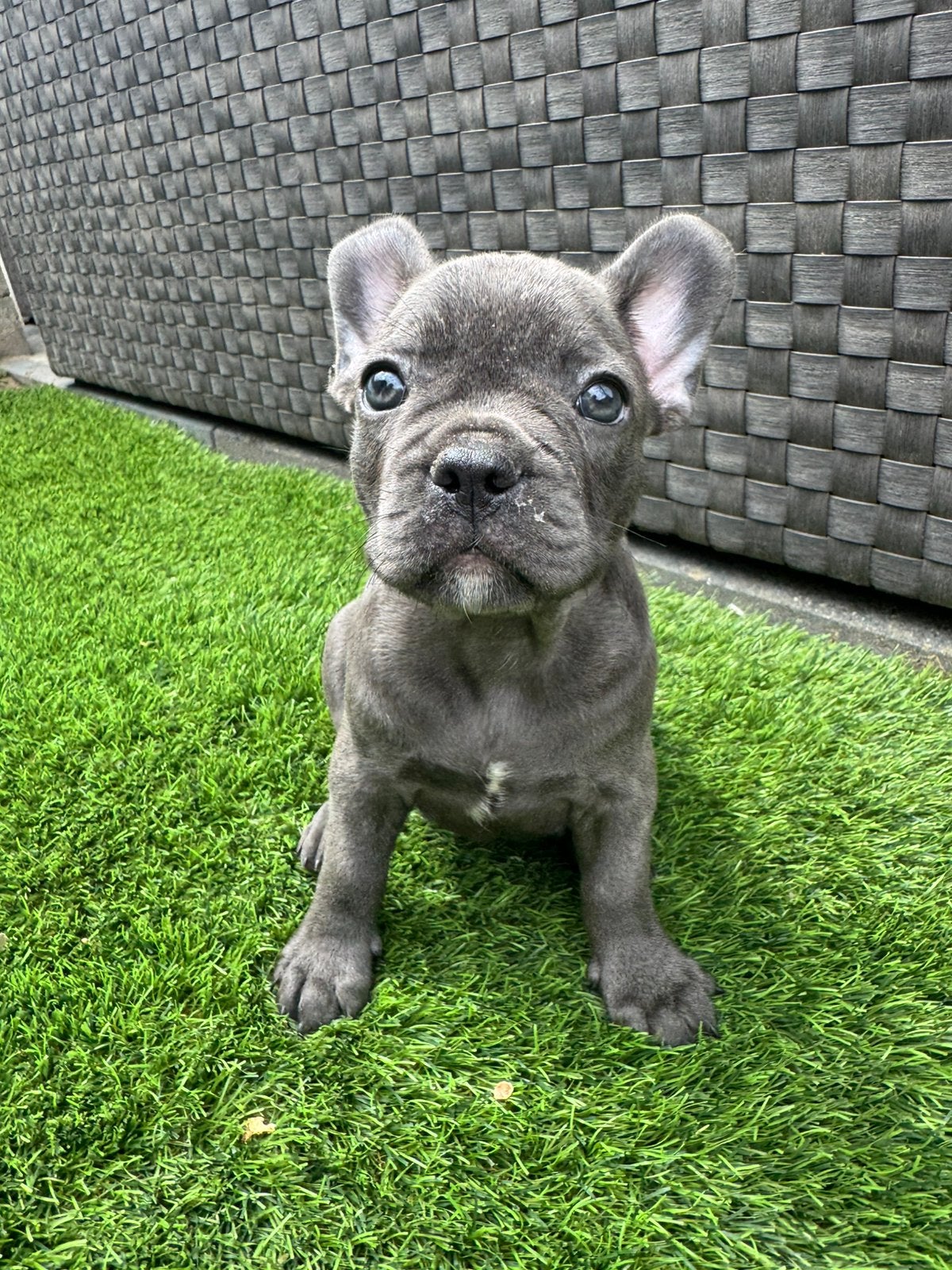 Franse bulldog pups, HCC (leverziekte), 8 tot 15 weken, Bulldog, Meerdere