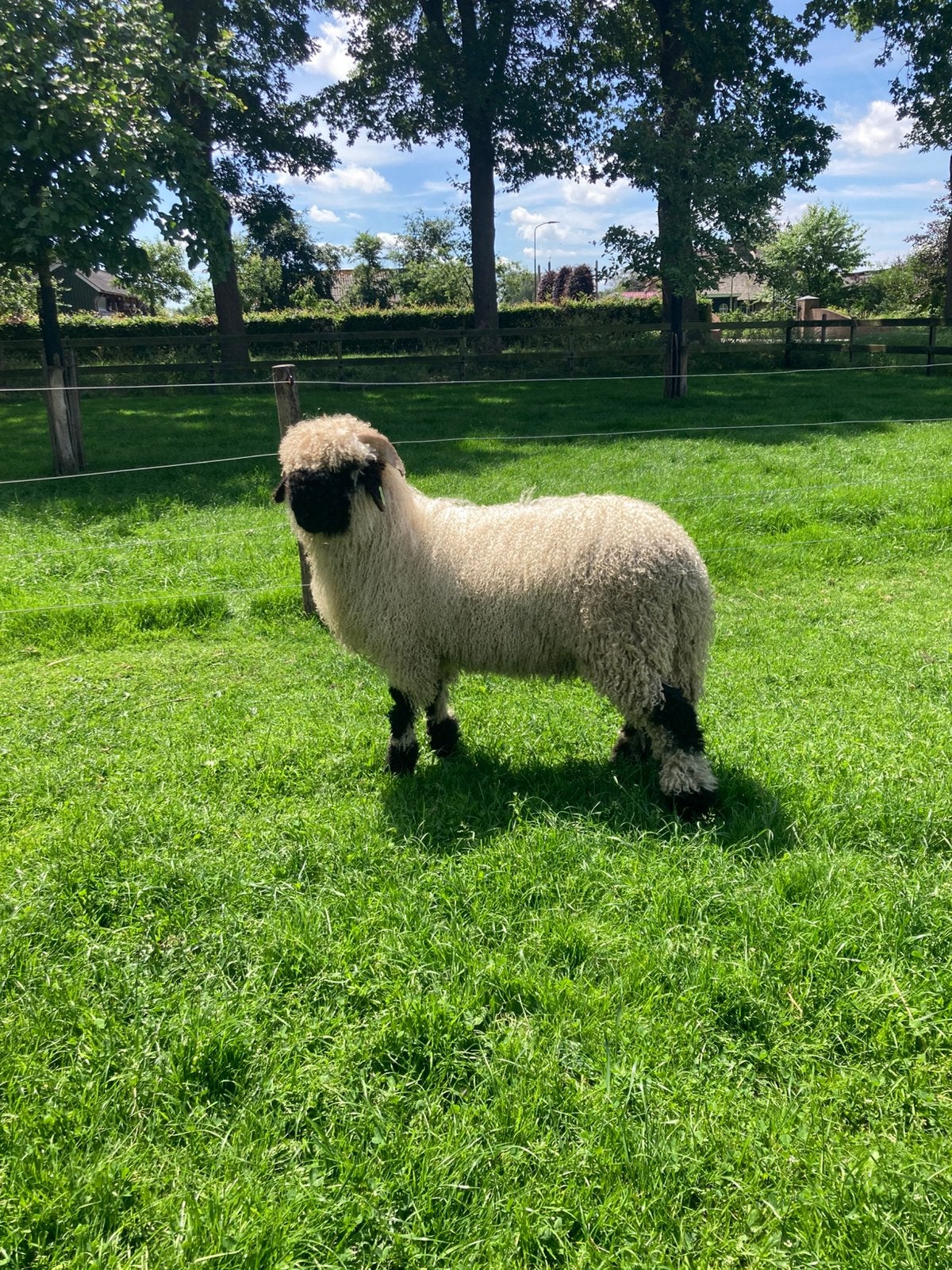 Walliser Schwarznase stamboek rammen, Mannelijk, Schaap, 0 tot 2 jaar