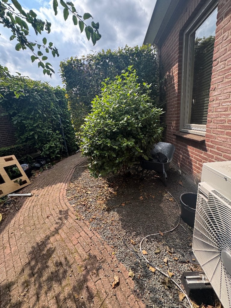 Boompje/struik op stam, Ophalen, Overige soorten, Struik, 100 tot 250 cm