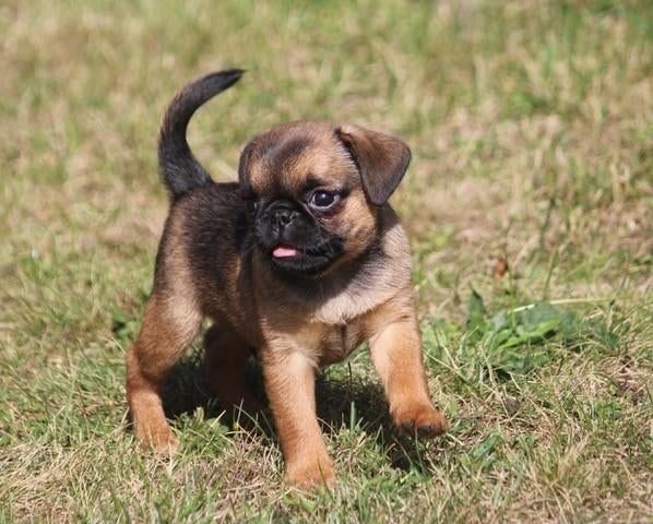 Brusselse Griffon en brabancon, Parvo, België, 15 weken tot 1 jaar, Meerdere
