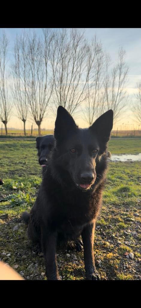 Nieuwe thuis gezocht, Dieren en Toebehoren, Particulier, Buitenland, Meerdere, Meerdere dieren