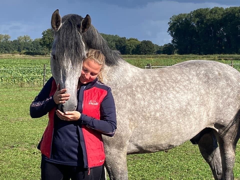 Andalusier ruin, Dieren en Toebehoren, Paarden, Ruin, Recreatiepaard