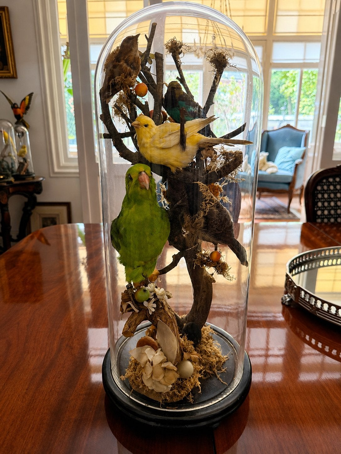Antieke victoriaanse stolp met opgezette vogels, Ophalen