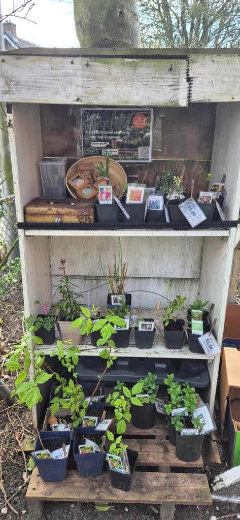 100% biologische opgekweekte tuinplanten, Ophalen, Overige soorten, Volle zon