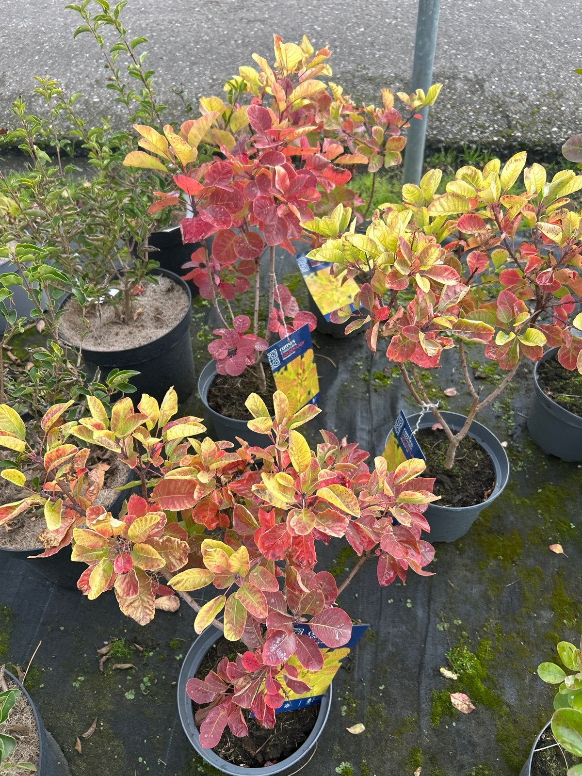 Cotinus Coggygria 'Golden Lady' in 3L pot, Volle zon, Vaste plant, Zomer, Ophalen