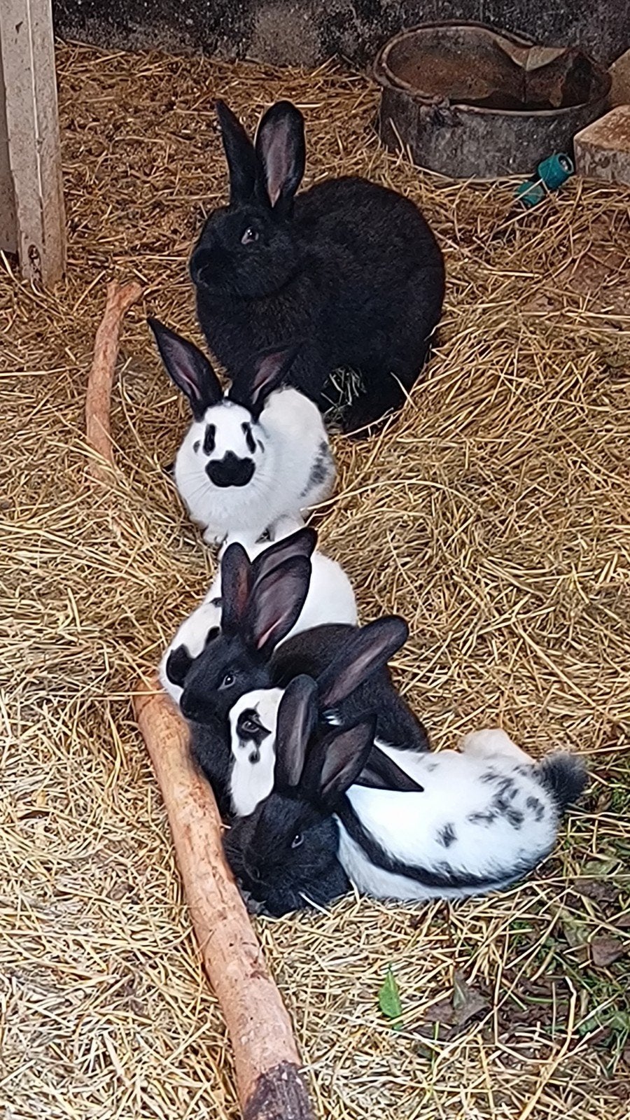 Mooie jonge Lotharinger konijnen, Dieren en Toebehoren, Meerdere dieren, Groot, 0 tot 2 jaar