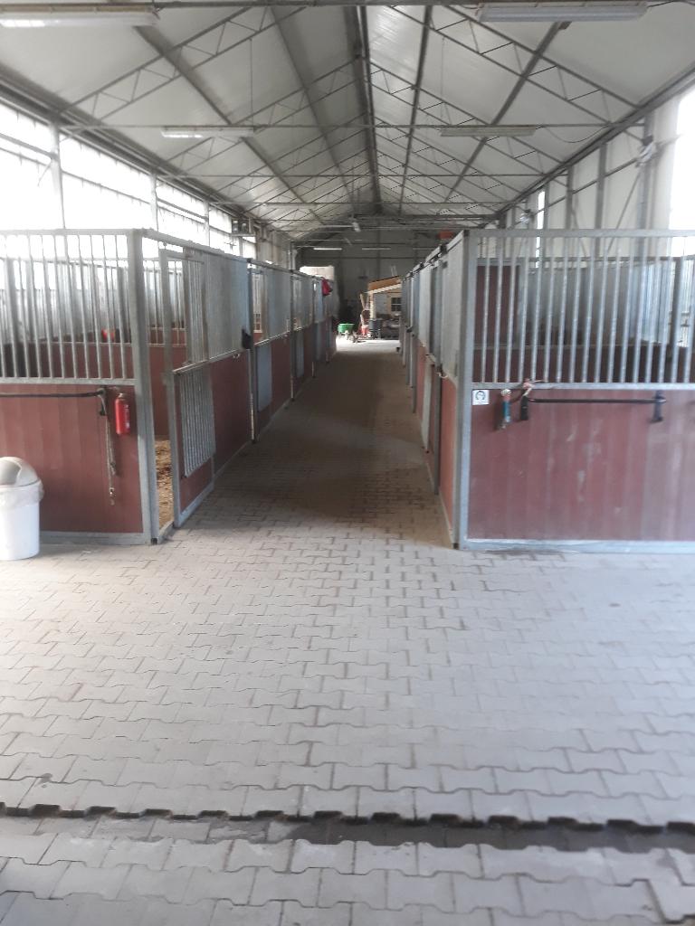 Te huur bedrijfswoning en 4 tot 6 stallen, Weidegang, 4 paarden of pony's of meer
