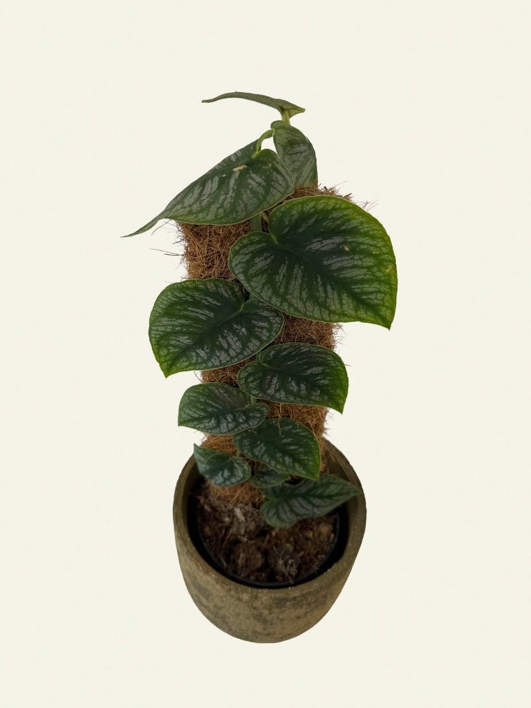 Monstera Dubia, Ophalen of Verzenden, Halfschaduw, Minder dan 100 cm