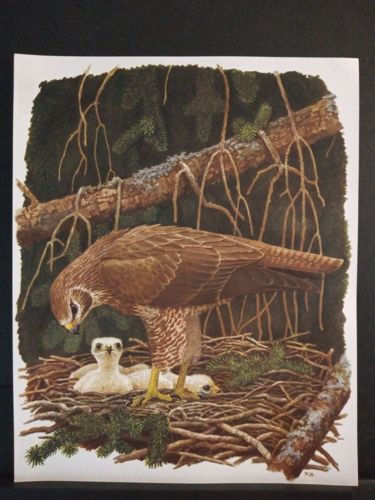 Buizerd de Ruigpoot en de Arendbuizerd getekend Paul Barruel, Gebruikt, Verzenden, 1940 tot 1960, Dier