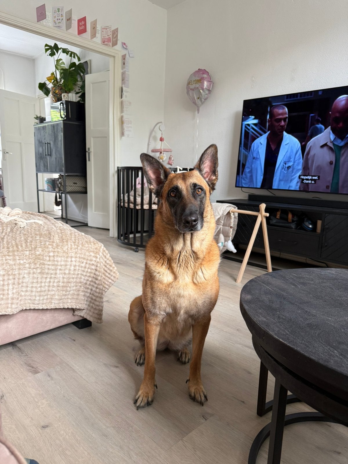 Gezocht: honden uitlaatservice, Ophalen of Verzenden