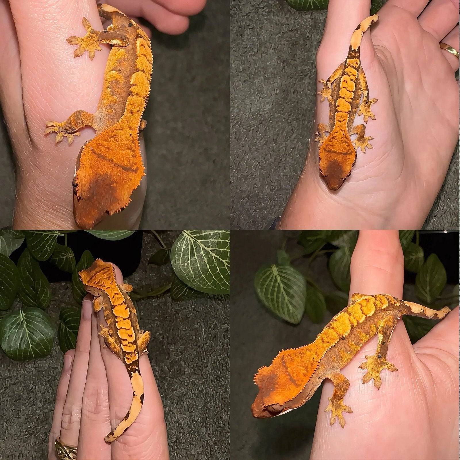 Wimpergekko baby, Hagedis, 0 tot 2 jaar