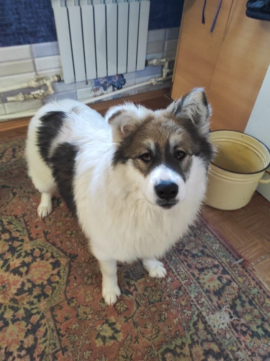 adoptiehond Alma teef Laika-Mix, Particulier, 1 tot 2 jaar, Buitenland, Teef