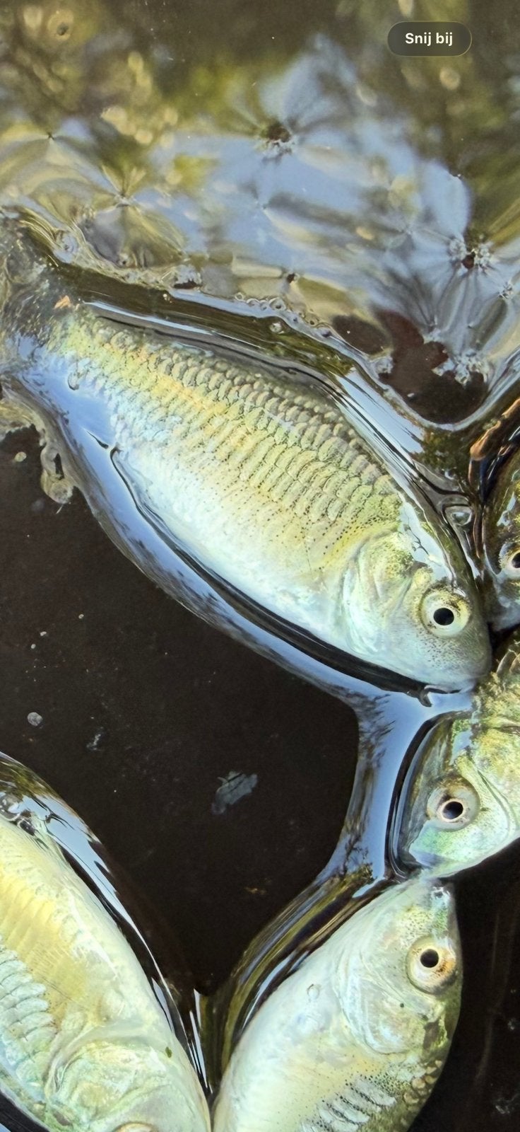 Rijenkarpertjes, Karper of Koi