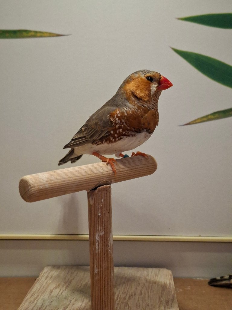 Zebravink koppel 2, Meerdere dieren, Tropenvogel, Geringd