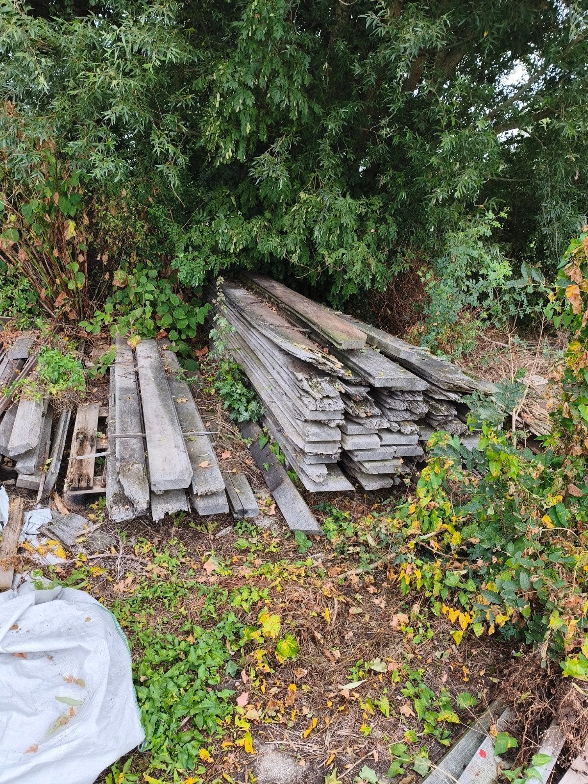 Azobe planken 4.3m, Ophalen, Gebruikt, 25 tot 50 mm, Plank