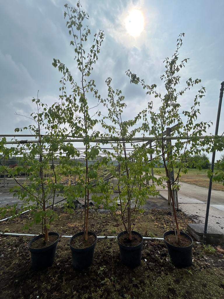 Betula nigra 'Black Star' - Zwarte Berk, Tuin en Terras, Planten | Bomen, Overige soorten, Lente, 250 tot 400 cm, Ophalen