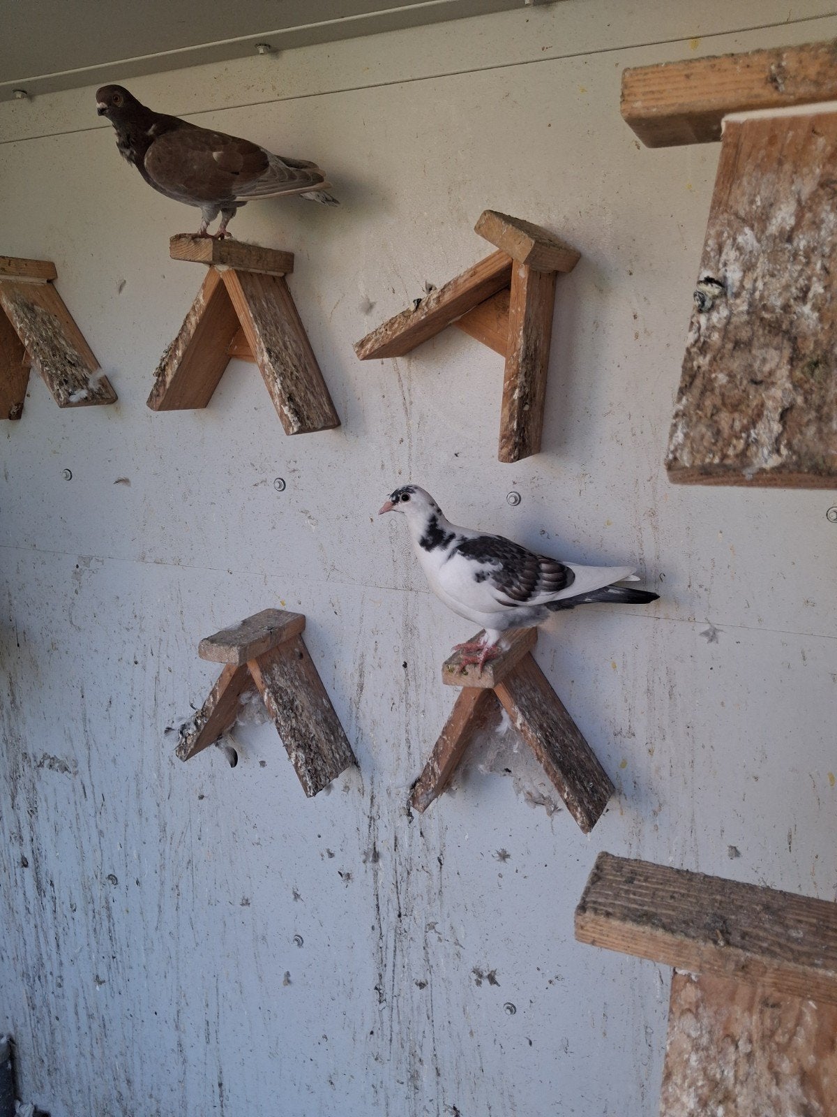 jonge duiven te koop, Meerdere dieren, Tam