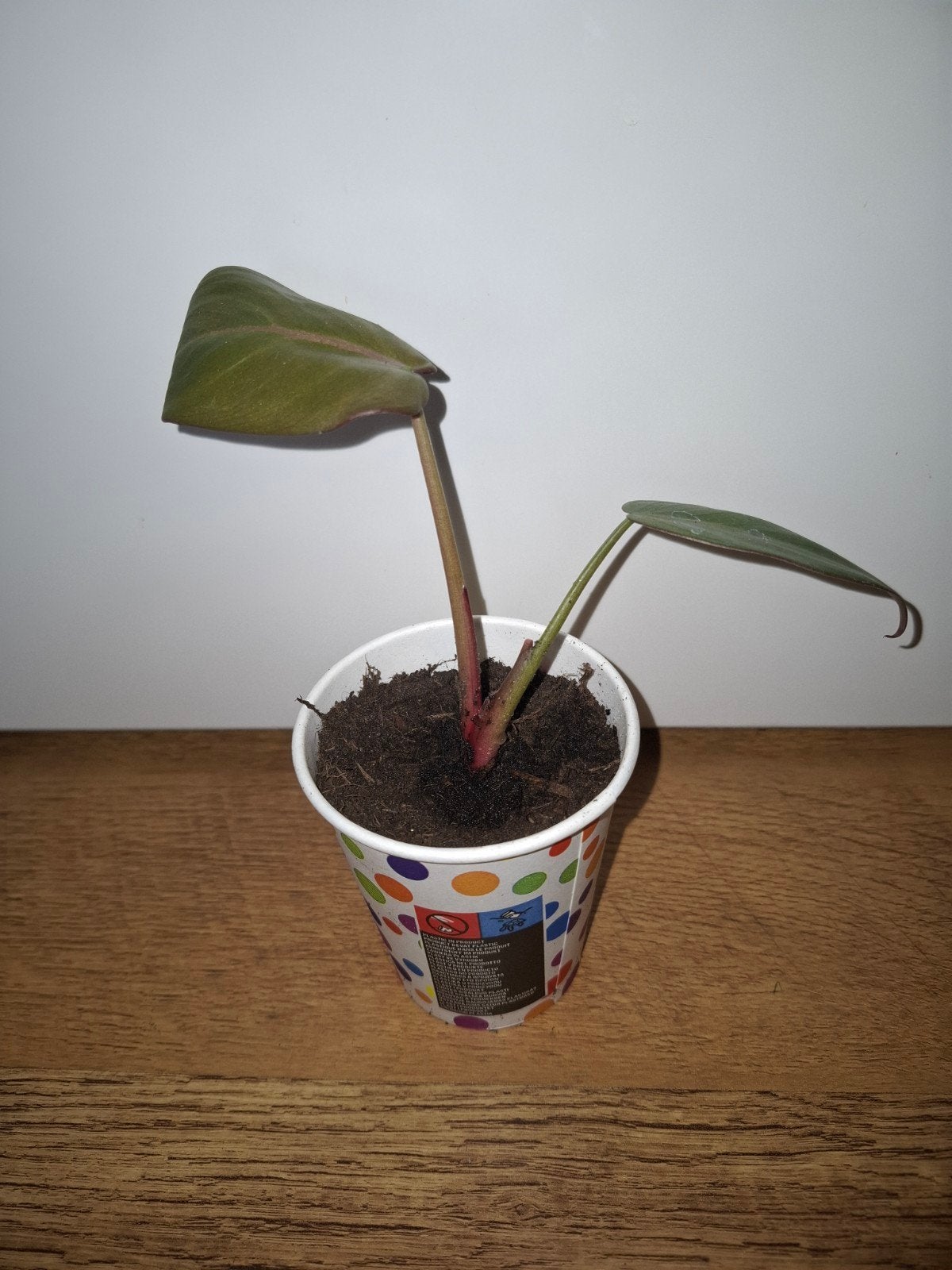 Philodendron summer glory 2🌱, Huis en Inrichting, Kamerplanten, Overige soorten, Minder dan 100 cm, Groene kamerplant, Halfschaduw