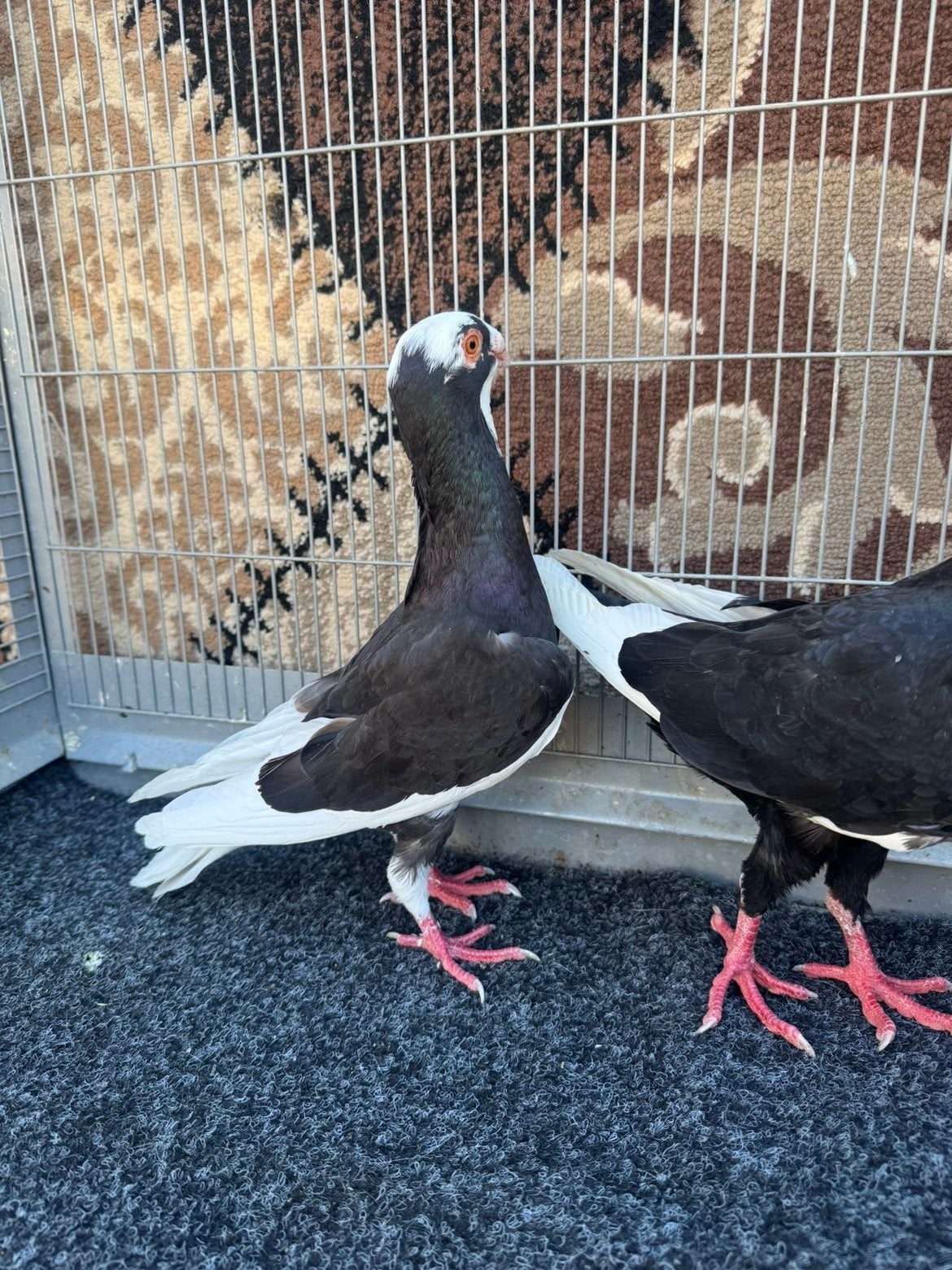 een mooie koppel duiven, Dieren en Toebehoren, Vogels | Duiven