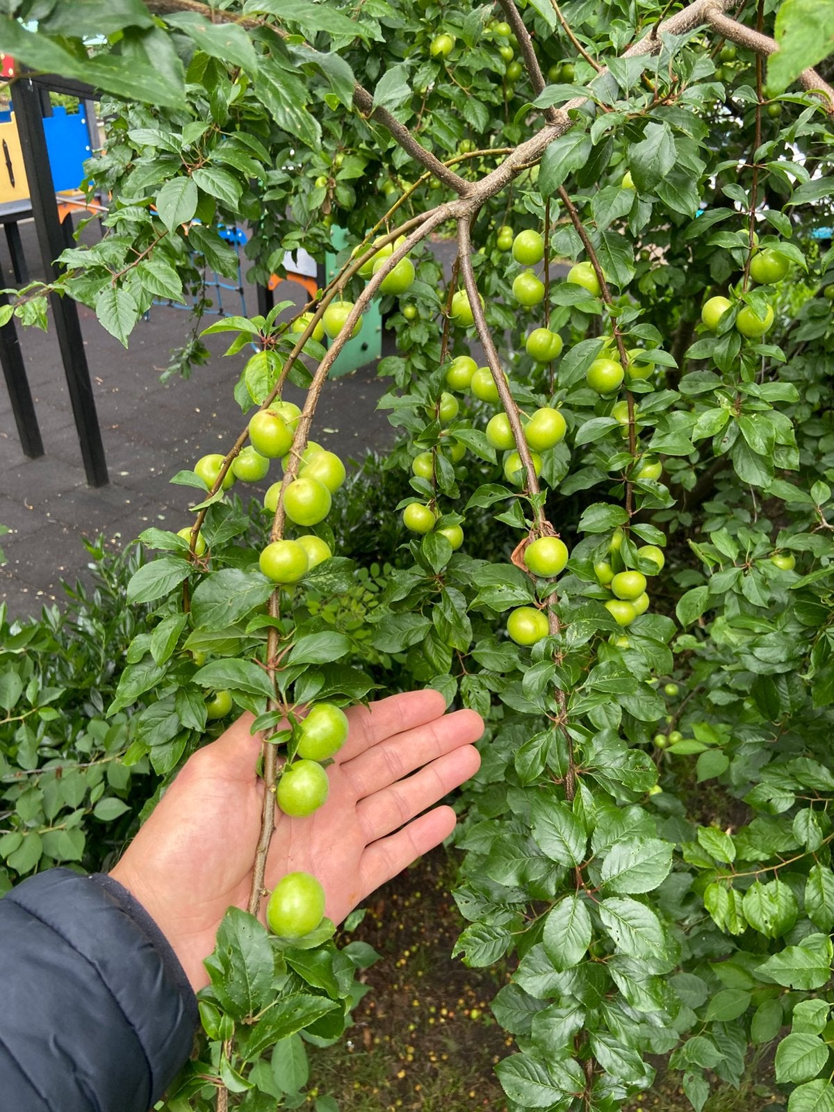 Can Erigi.ilacsizdir Groene pruimen Biologisch, Ophalen of Verzenden