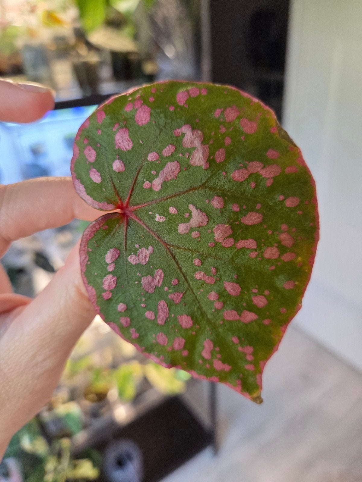 begonia b roseopunctata stemcutting, Ophalen of Verzenden, Halfschaduw, Minder dan 100 cm