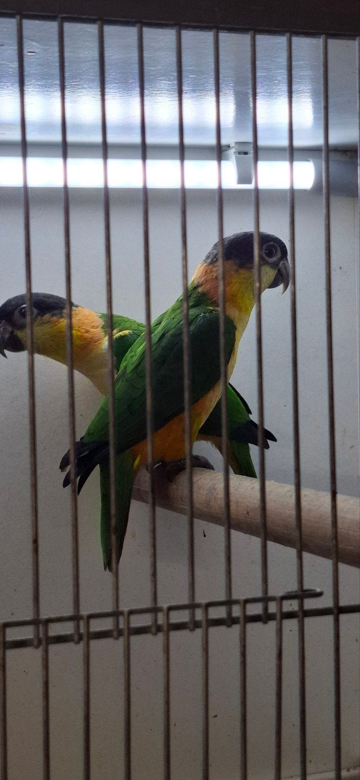 2 zwartkop caique poppen, Vrouwelijk, Parkiet