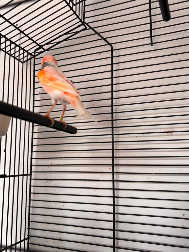 Harlekijn Kanarie koppel+3 poppen van per dagen, Meerdere dieren