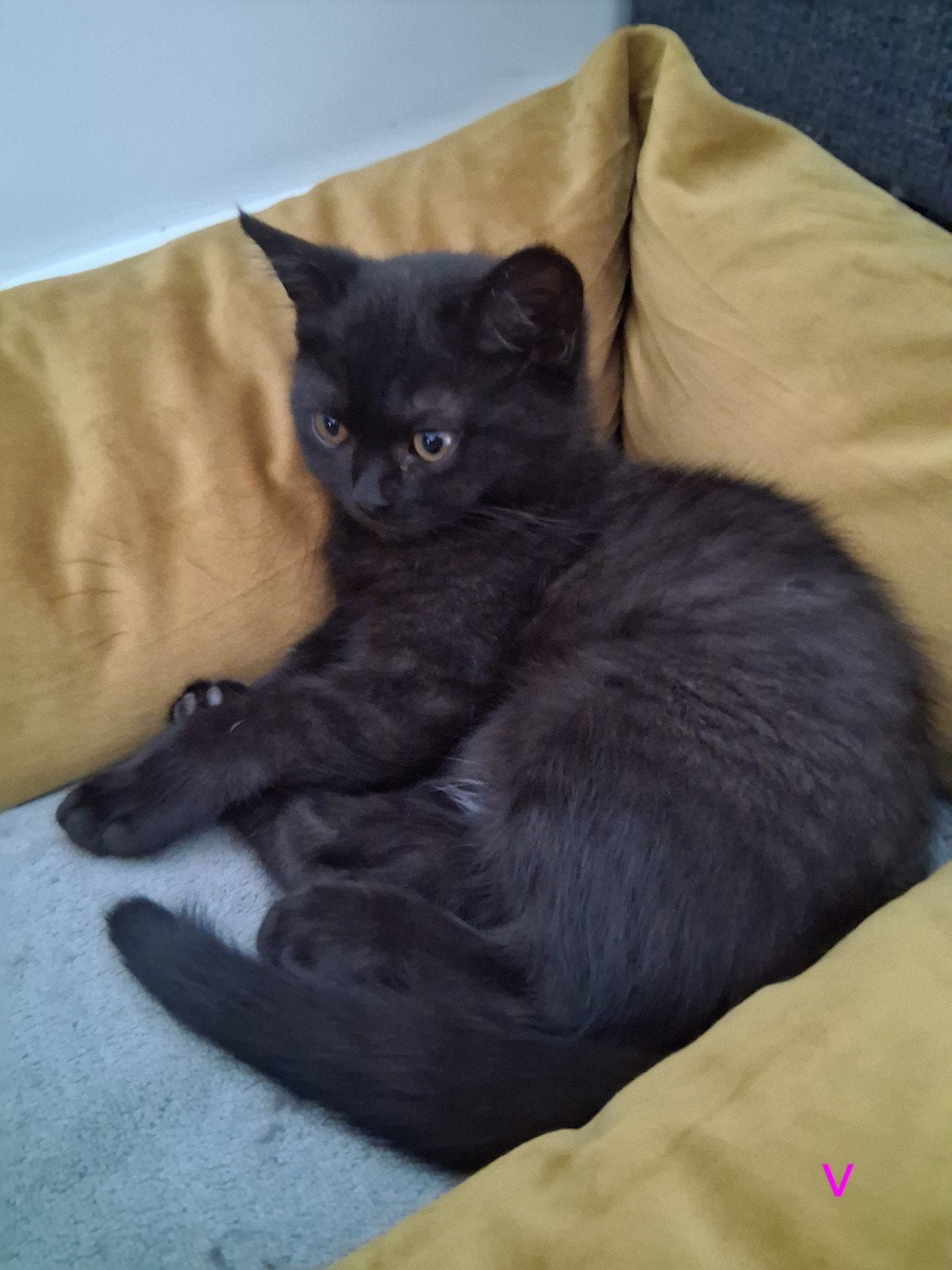 Britse korthaar kittens. nog 2 kittens over., Dieren en Toebehoren, Meerdere dieren, Ontwormd, 0 tot 2 jaar
