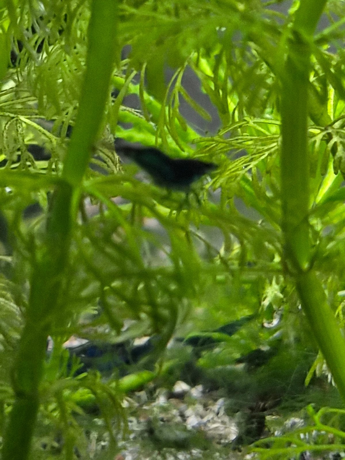 Blauwe garnalen, Dieren en Toebehoren, Vissen | Aquariumvissen, Kreeft, Krab of Garnaal