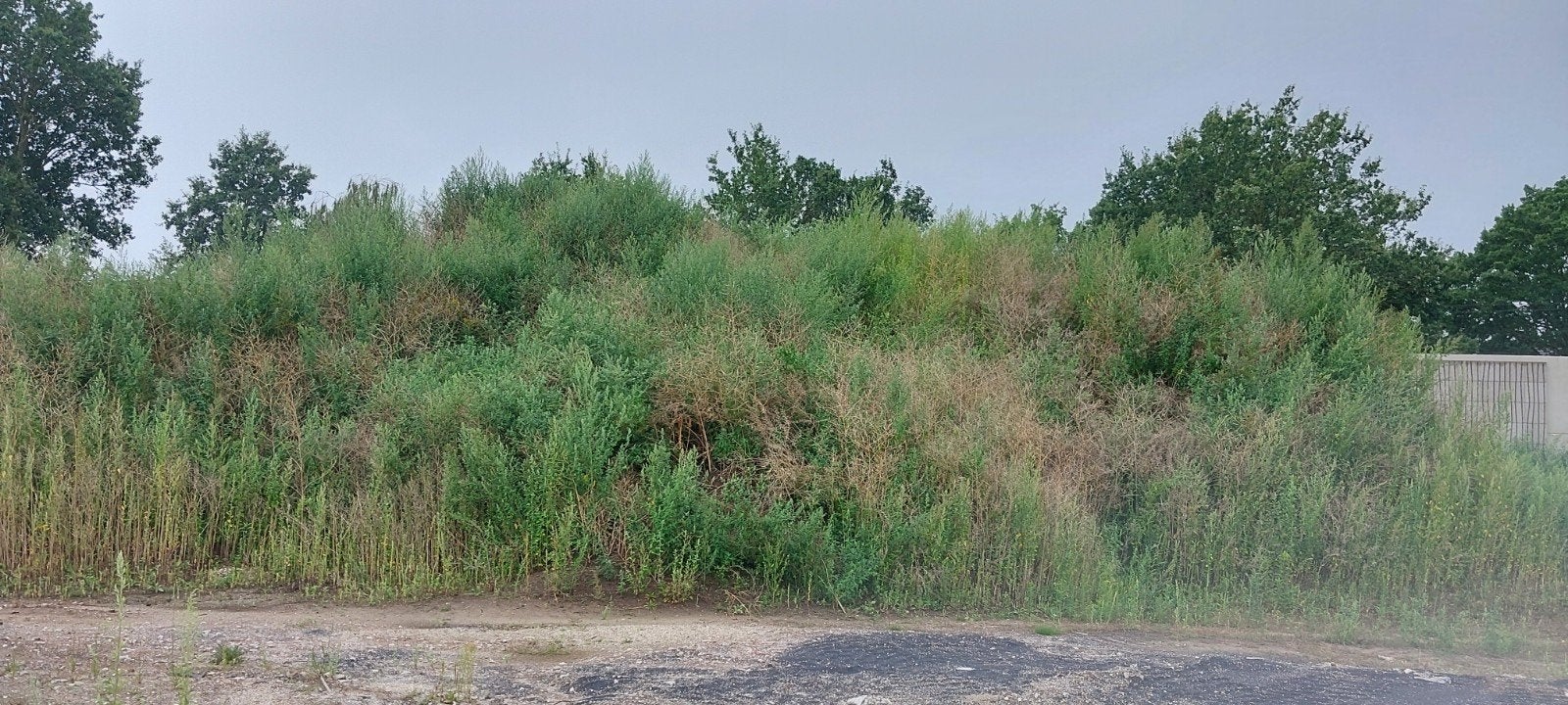 zwarte grond gratis