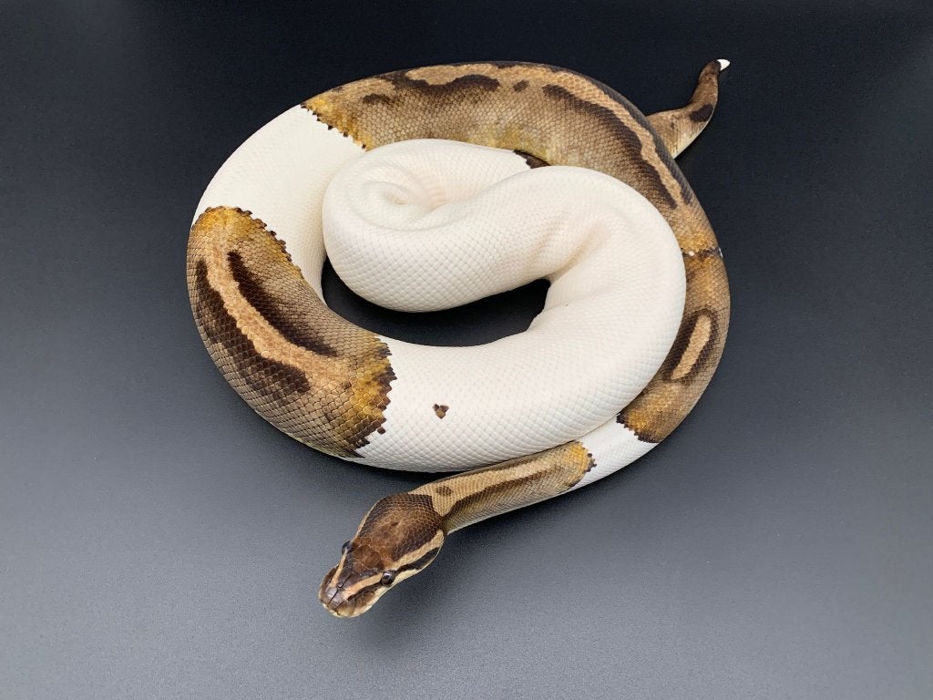 0.1 piebald python regius volwassen Ball Python - female for sale from DemonSnakes