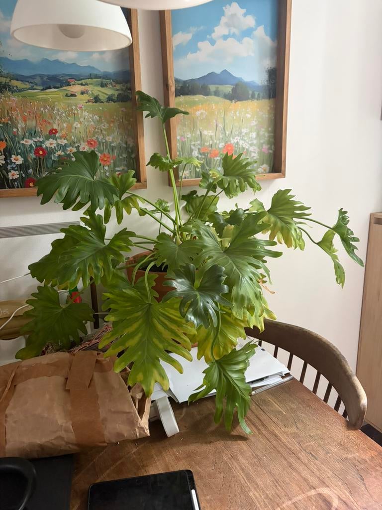 Plant, Ophalen, Volle zon, Overige soorten
