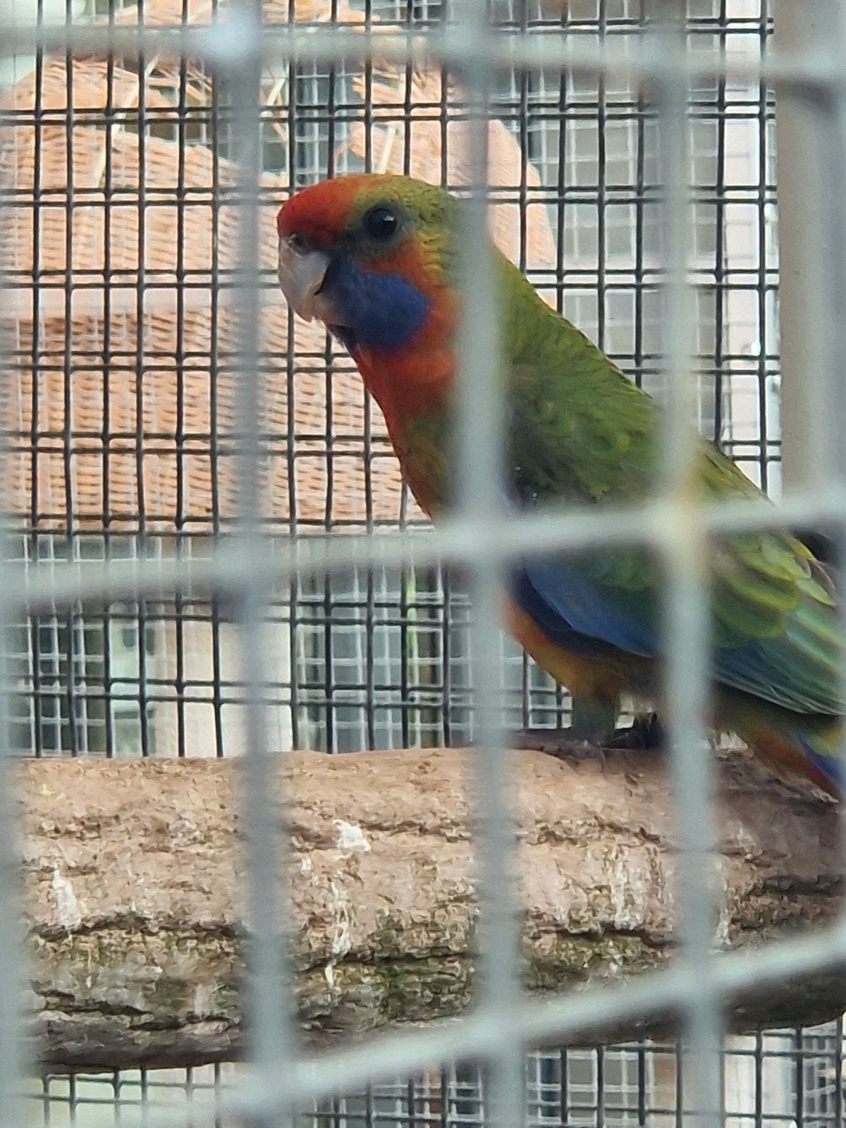 Adelaide rosella's '26 ( in optie), Mannelijk, Parkiet, Geringd