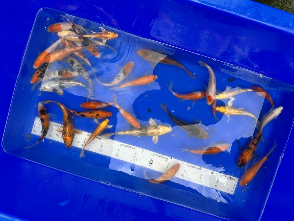 Koi karpers MOET NU WEG !, Dieren en Toebehoren, Vissen | Vijvervissen, Karper of Koi