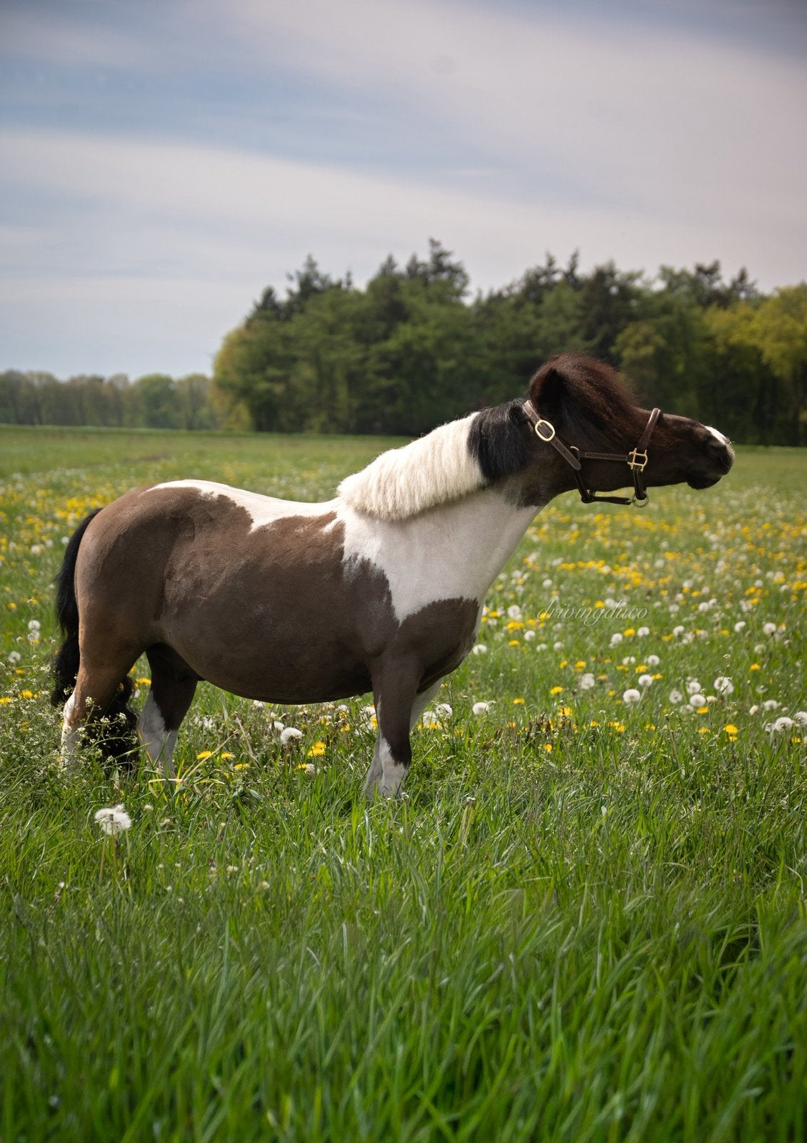 Verzorger gezocht | Bruchterveld OV, Dieren en Toebehoren, Paarden en Pony's | Overige Paardenspullen, Ophalen, Nieuw, Overige soorten