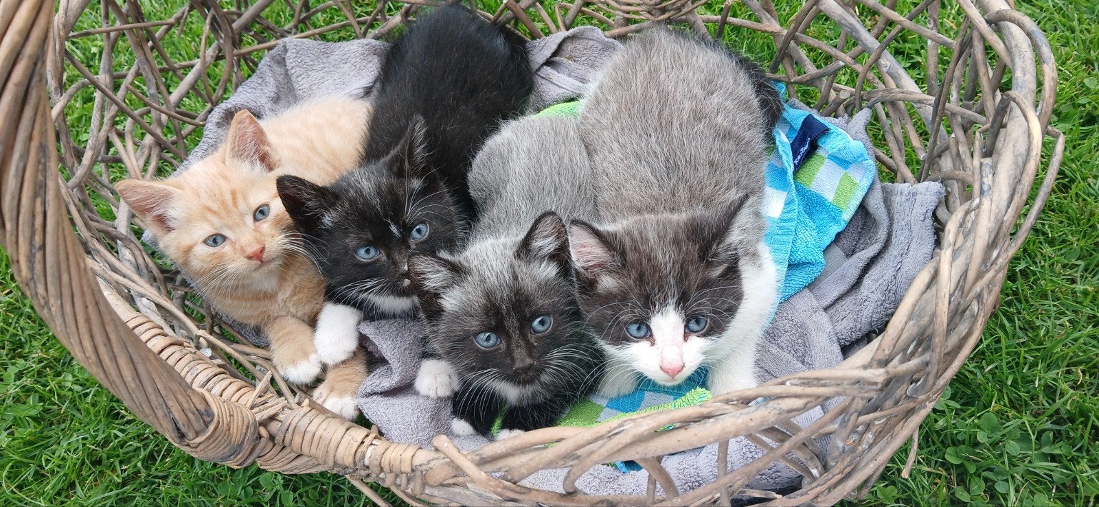 Lieve makke kittens nog 2 katers tekoop!, Meerdere dieren, Kortharig, 0 tot 2 jaar