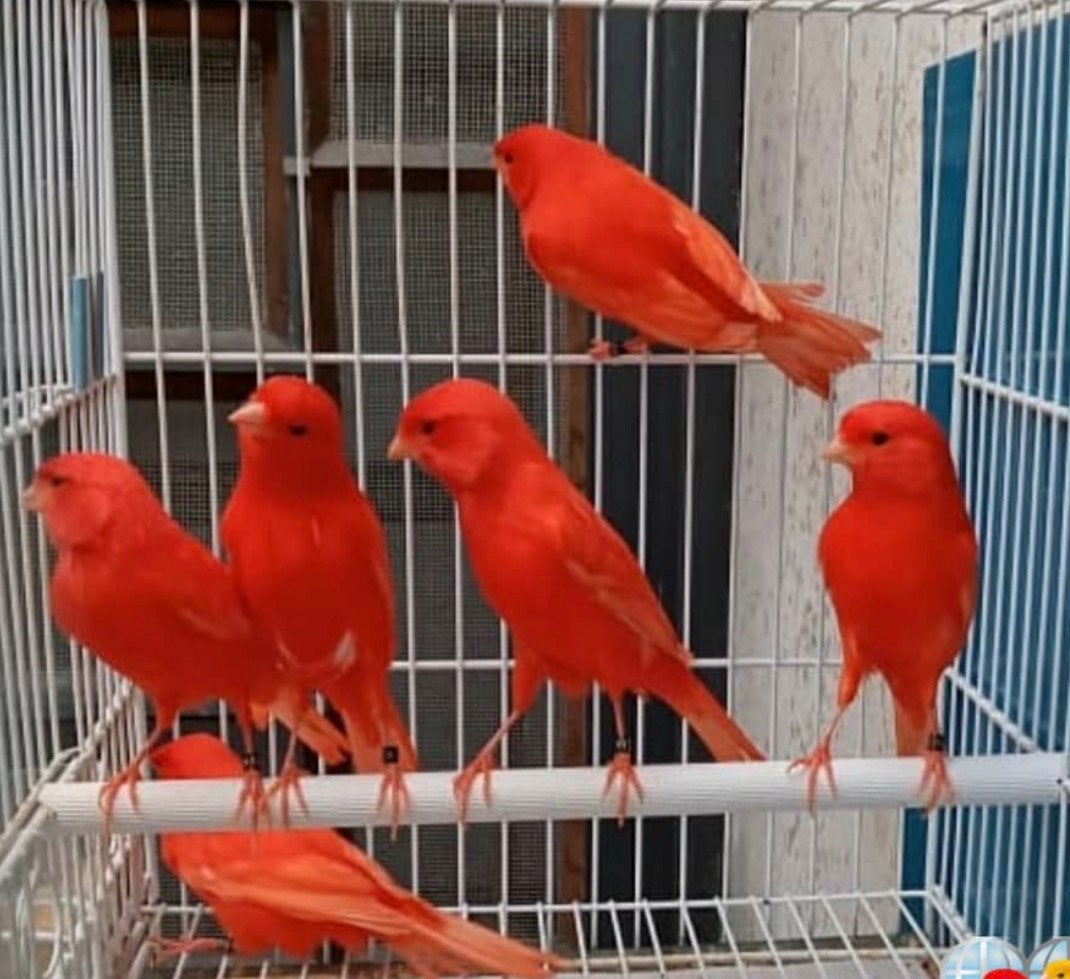 zingende postuur kanaries, Dieren en Toebehoren, Meerdere dieren, Postuurkanarie