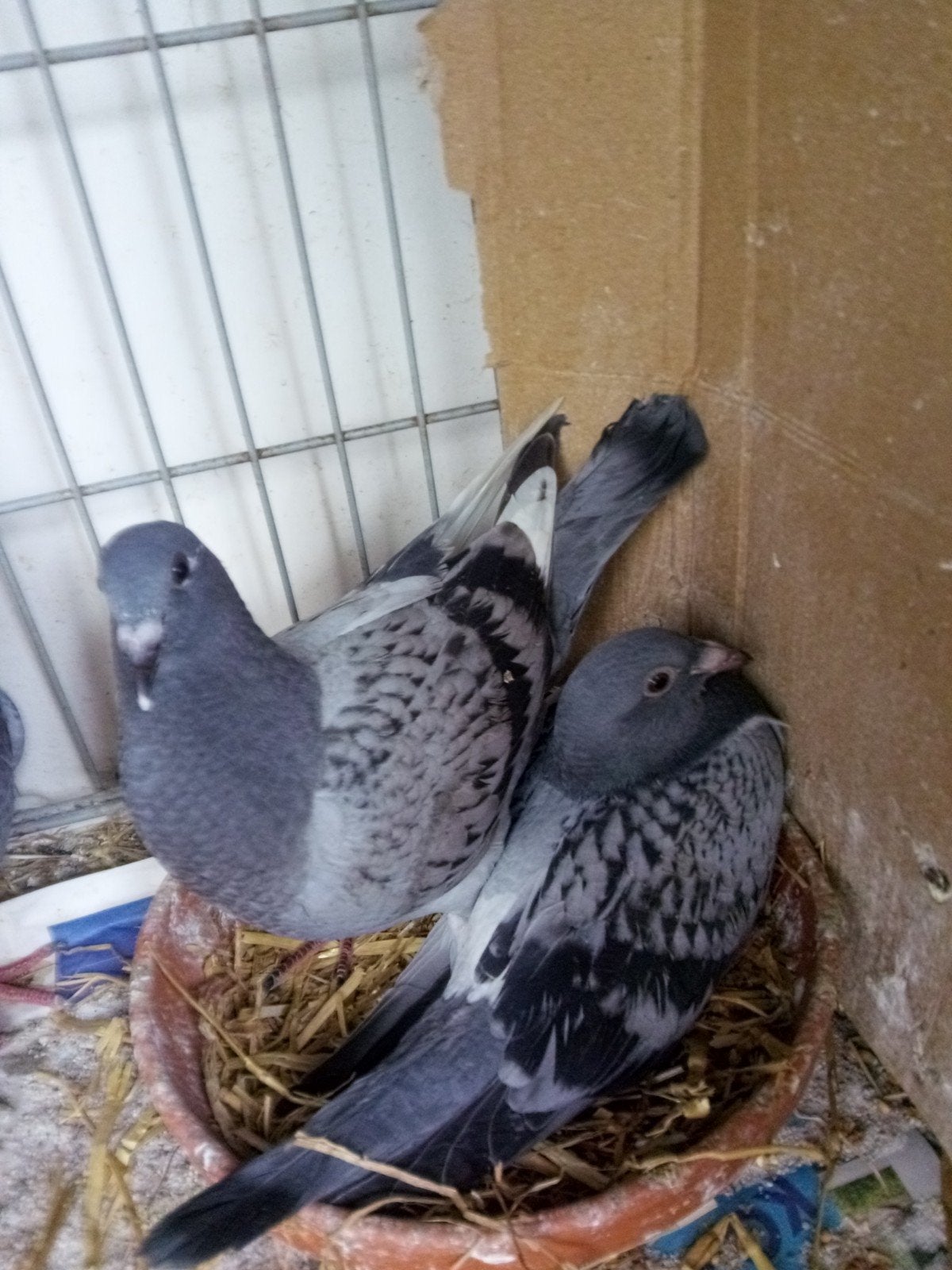 jonge postduiven, Meerdere dieren, Postduif